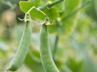 Sauteed Peas With Yuzu Kosho
